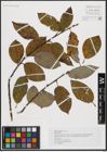 Foto von Salix caprea L.